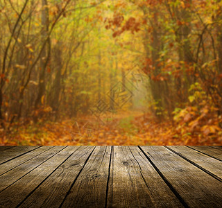空表格晴天地面木板背光环境墙纸光束木头射线树叶自然的高清图片素材