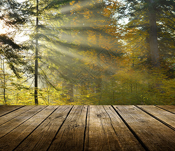 空表格铸件背光环境木板太阳阳光山毛榉桌子叶子树叶木头高清图片素材