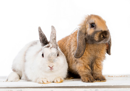 复活节兔子农场动物毛皮白色哺乳动物宠物棕色野兔耳朵背景图片