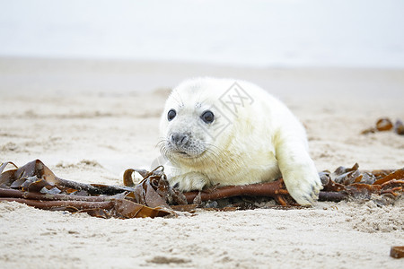 四只小海豹白色灰色海豹的白灰小海豹 在沙滩和大海面上显得不自在婴儿沙地新生海岸小狗海藻海滩毛皮荒野沙丘背景