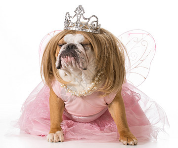 英国皇冠被宠坏狗女孩公主反射宠物皱纹外貌斗牛犬工作室舌头芭蕾舞背景