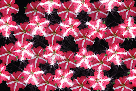 黑色背景的粉红花纹星星条纹区系辐射红色花瓣植物粉色瓷砖白色背景图片