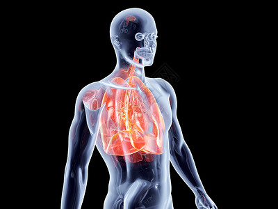 内部器官  肺淋巴疾病断层教育支气管生理x光气管插图食管背景图片