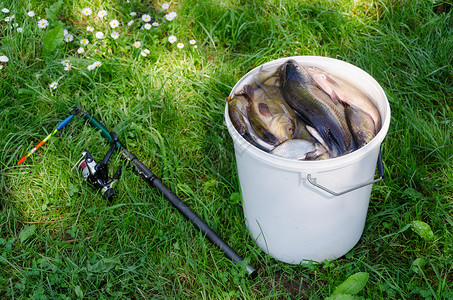 手绘鱼桶躺在草地上的许多鱼和棍子背景