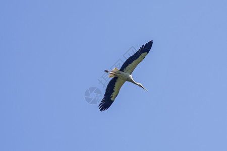飞鹤迁移动物群蓝色航班空气野生动物分娩身体天空公园背景图片