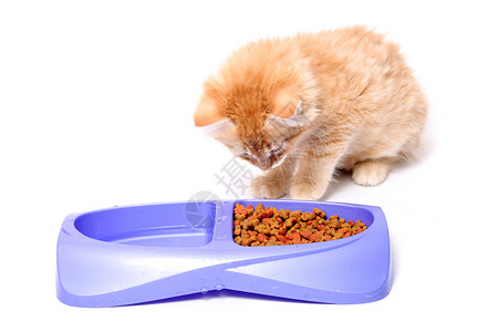喝小猫崽橙小猫吃婴儿晚饭午餐咀嚼服务点点滴滴盘子食物营养吃饭背景