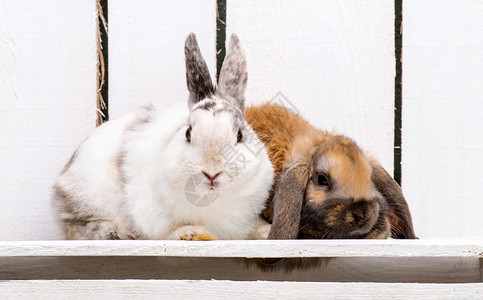 复活节兔子野兔白色动物棕色宠物哺乳动物农场耳朵毛皮背景图片