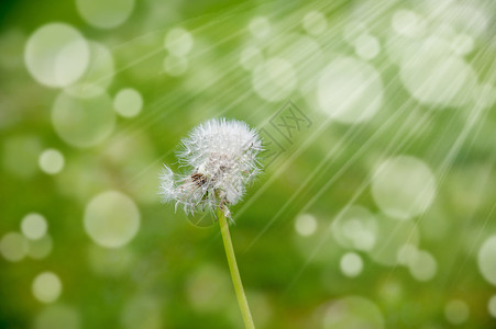 风中丹德利翁种子白色绿色脆弱性自由自然射线杂草背景图片