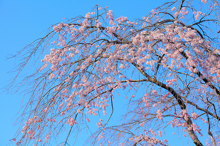 虚弱的萨库拉节日黑色假期蓝色花瓣樱花粉色背景图片