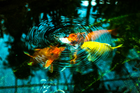 锦鲤圆环圆环植物橙子食物水池团体静物黑色鲤鱼反射生活背景