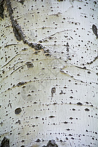 白纹质干树森林木头粗糙度背景图片