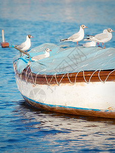一只小木船上面的海鸥背景图片