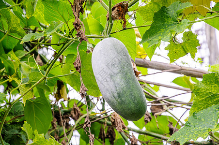 Wax 古腐壁球营养冬瓜生活饮食西瓜维生素生产农场花园背景图片