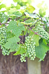 绿葡萄季节季节性藤蔓水果藤叶果味栽培树叶绿色背景图片