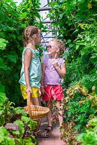 提篮子小女孩可爱的小女孩在温室里收集作物黄瓜乐趣帮手洋葱菠菜团体微笑萝卜园艺花园玫瑰背景