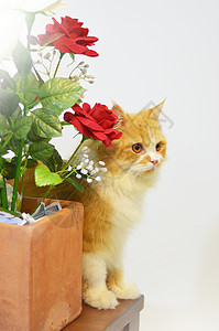 带花束红玫瑰的天猫背景图片