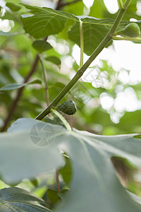 绿花果在树上成熟收成维生素水果叶子树叶营养饮食合子生长绿色植物背景图片