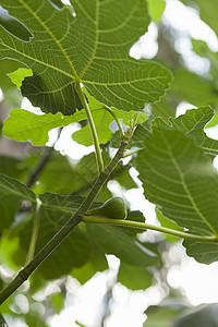 绿花果在树上成熟维生素绿色合子生物学树叶叶子泻药绿色植物水果植物群背景图片