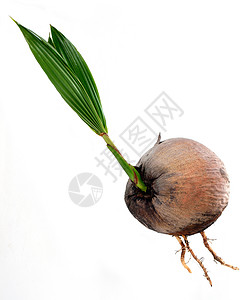 树苗长大素材与世隔绝的年轻椰子树植物种子热带植物人水果树苗增生基因生长发芽产品背景