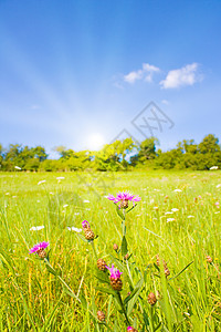 夏日阳光照耀的荒原草坪土地晴天农业天空太阳花园生态农村风景射线背景图片