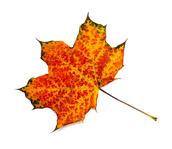 在白背景上孤立的秋天绿叶黄色绿色静脉森林橙子棕色红色季节白色植物学背景图片