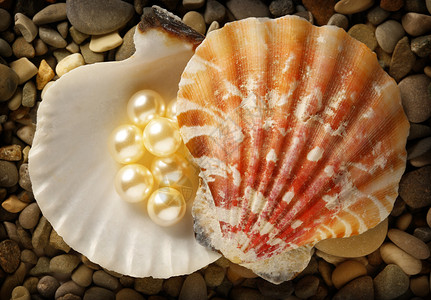 圆碎石素材将白珍珠撒在贝壳里背景