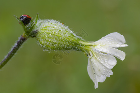 萨波拿里雅白花上的Ladybug七星瓢虫植物宏观肥皂草昆虫背景图片