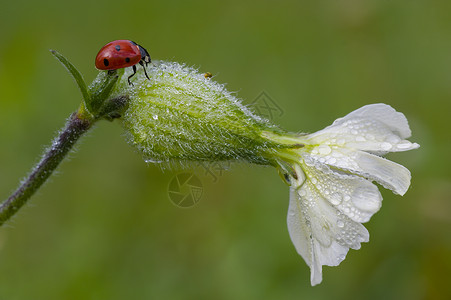 萨波拿里雅白花上的Ladybug昆虫瓢虫植物肥皂草七星宏观背景图片