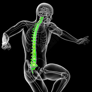 3d为人体脊椎的医学插图生物学骨头脊柱骨骼腰椎医疗胸椎椎骨解剖学骨干背景图片