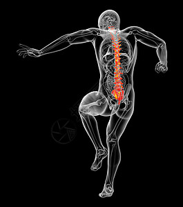 3d为人体脊椎的医学插图生物学椎骨胸椎腰椎骨干骶骨骨头颈椎病脊柱骨骼背景图片
