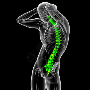 3d为人体脊椎的医学插图医疗背痛骨骼颈椎病腰椎骶骨骨干脊柱胸椎椎骨背景图片