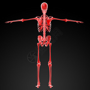 3D变红骨架解剖学白色皮肤男性腹部骨骼身体肌肉颅骨科学背景图片