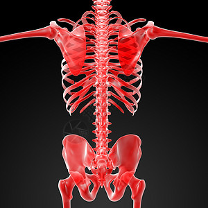 3D变红骨架骨骼插图身体皮肤男性手臂x光药品腹部肌肉背景图片