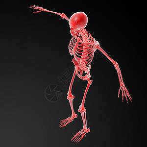 3D变红骨架颅骨科学痛苦透明度骨骼解剖学药品男性x光手臂背景图片