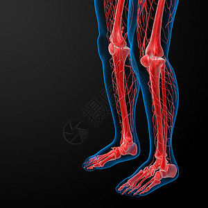 3d 使淋巴系统腿目可见细胞癌症航海解剖学音乐蒸汽命令医疗血管器官背景图片