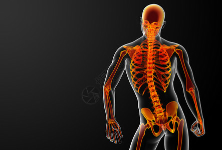 3D变红骨架痛苦生物学腹部药品骨科科学透明度姿势手臂颅骨背景图片