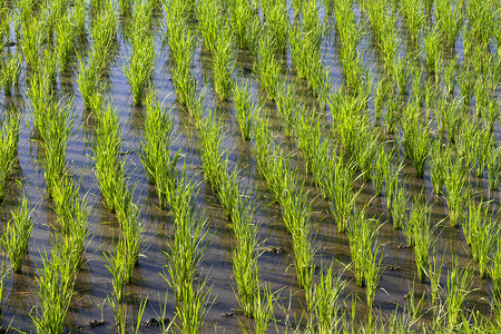 稻米种植农业稻田传统农村植物文化收成阳台国家种植园中国高清图片素材