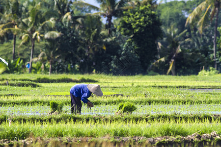 稻米种植阳台劳动工作农民农田栽培稻田农业生活种植园巴厘岛高清图片素材
