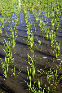 稻米种植栽培场景传统食物粮食生长农业收成文化劳动自然高清图片素材