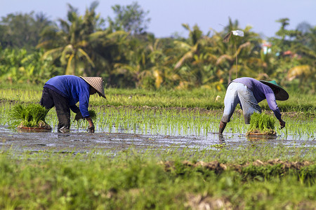 稻米种植农村生长传统收获场景生活食物收成农业农民有机的高清图片素材