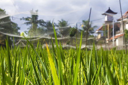 稻米种植食物风景国家农民种植园收成农田文化工作收获稻草高清图片素材