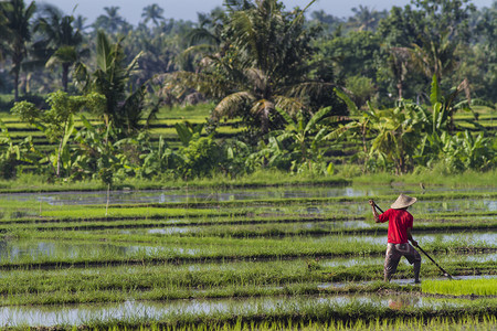 稻米种植工作农民食物国家种植园热带传统文化粮食收成风景高清图片素材