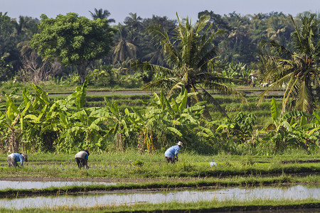 稻米种植风景工人农田热带收获文化粮食生长劳动农村人们高清图片素材