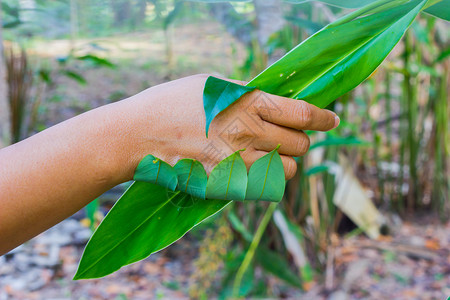 人手与树之间握手金融土地回收协议植物就业环境行星世界保健合同高清图片素材