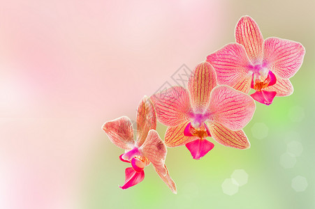 蝴蝶兰花绿色园艺黄色植物群热带粉色婚礼生活橙子植物浪漫的高清图片素材