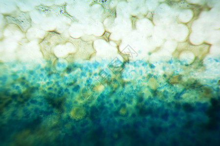 显微镜切片显微镜下开关的切片矿物绿色矿物质摄影水晶静脉宝石冥想石头照片背景