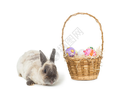 复活节兔子和一篮子鸡蛋哺乳动物稻草动物巧克力糖果类家畜柳条糖果宠物灰色背景图片