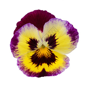 黄色三色堇神经囊喜悦宏观园艺中提琴白色花瓣黄色植物群快乐紫色背景