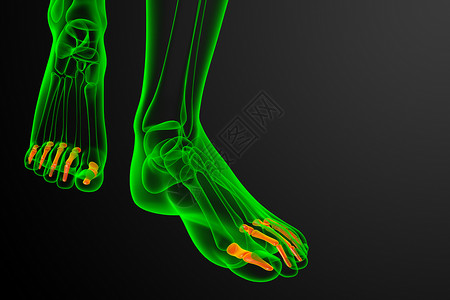 3d 表示医疗插图骨头跖骨跗骨脚趾骨骼生理指骨背景图片