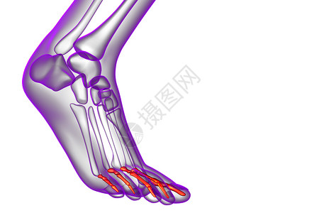 3d 表示医疗插图骨骼跖骨骨头脚趾生理指骨跗骨背景图片